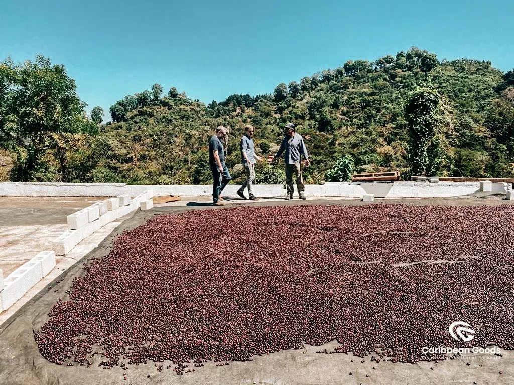 Amatillo Bourbon Catuai