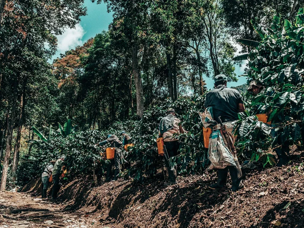 Colombia El Fenix Tabi – Washed Anoxic