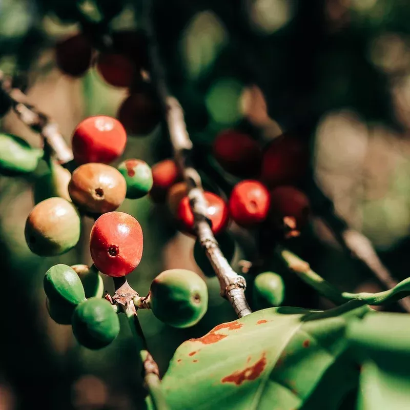 Decaf C02 Brazil Carbonic Natural