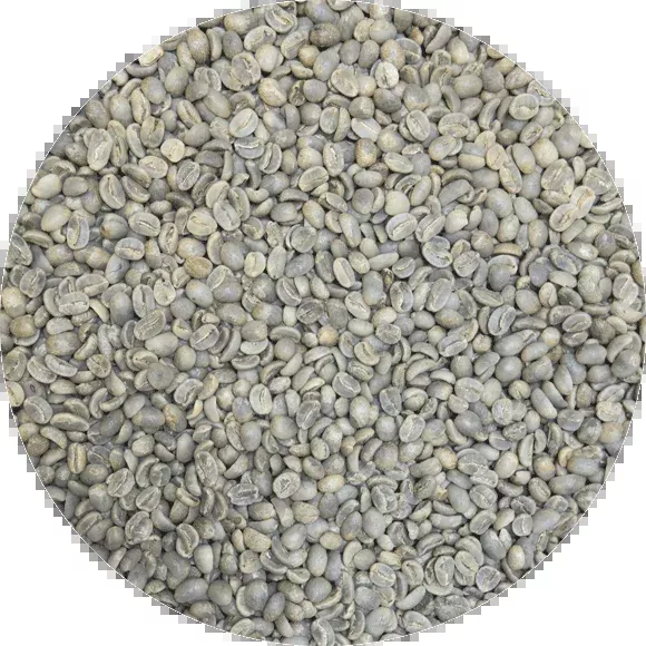 Dominican Org. Ramirez Estate – Washed Processed