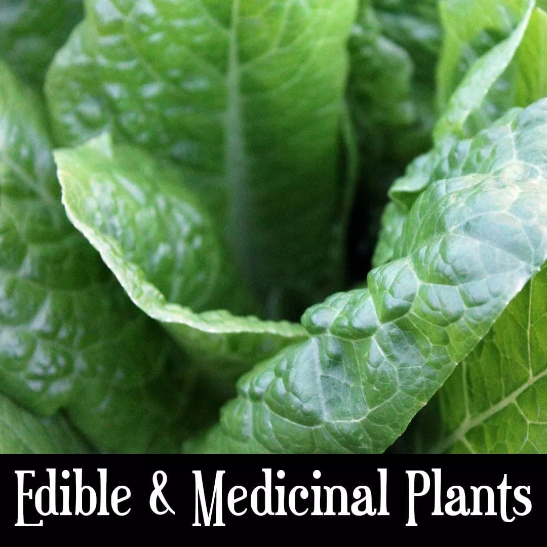 Edible & Medicinal Plants Class