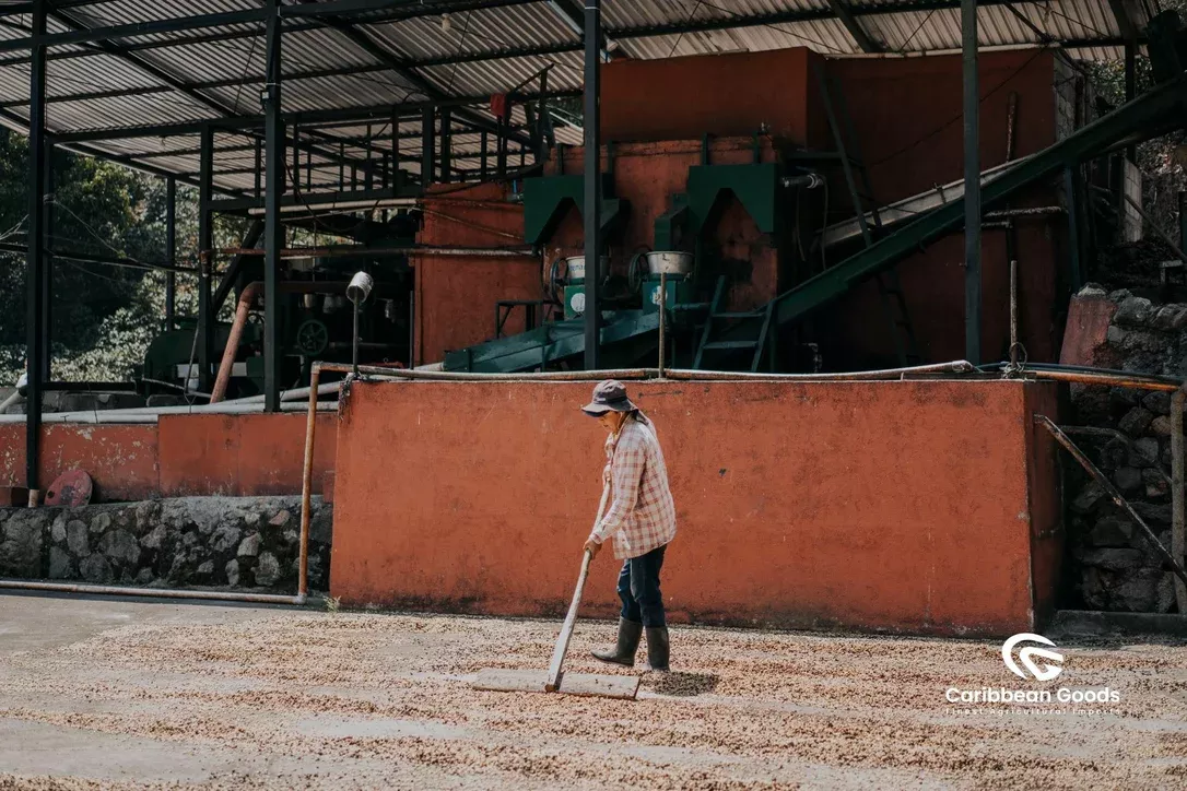 El Socorro – Natural Pacamara