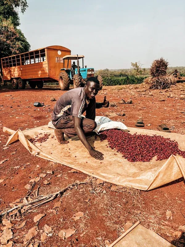 Equatoria Coffee Excelsa Anaerobic