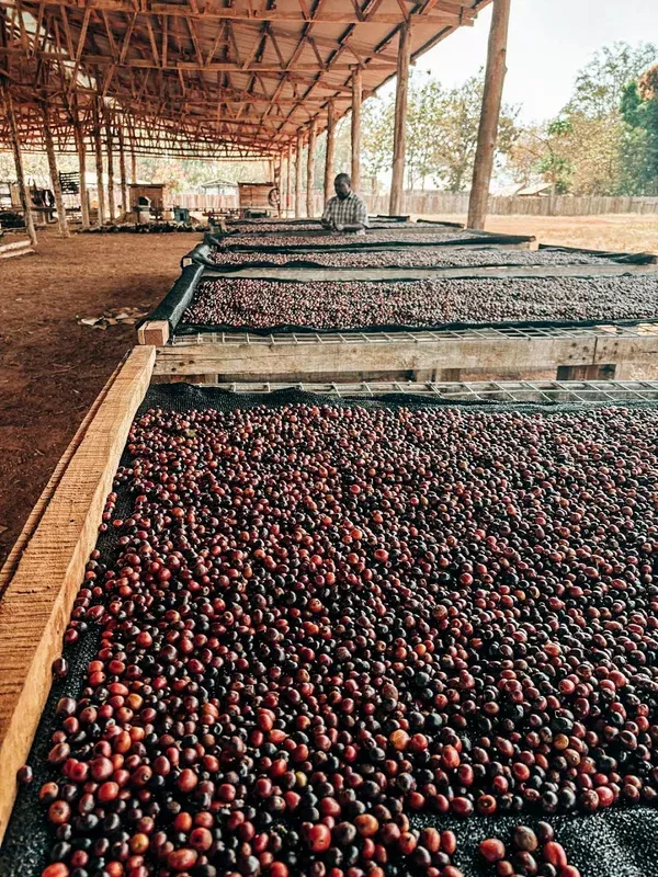Equatoria Coffee Natural Robusta