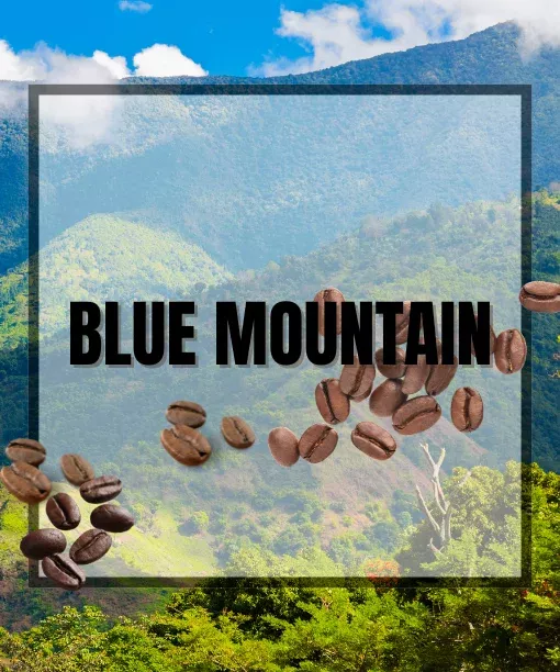 Gift Set – Jamaican Blue Mountain Coffee