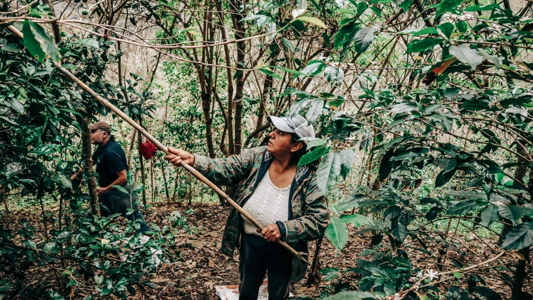 Gladys Erazo – Red Bourbon