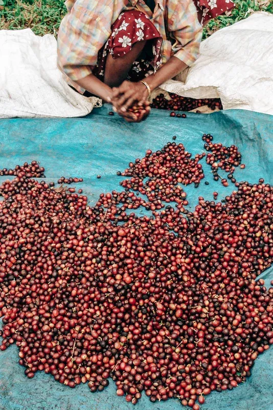 India Robusta Natural AB