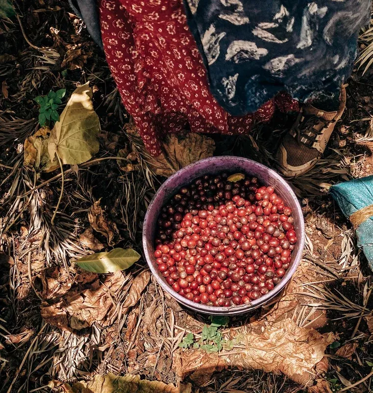 Ngila Estate Washed Geisha