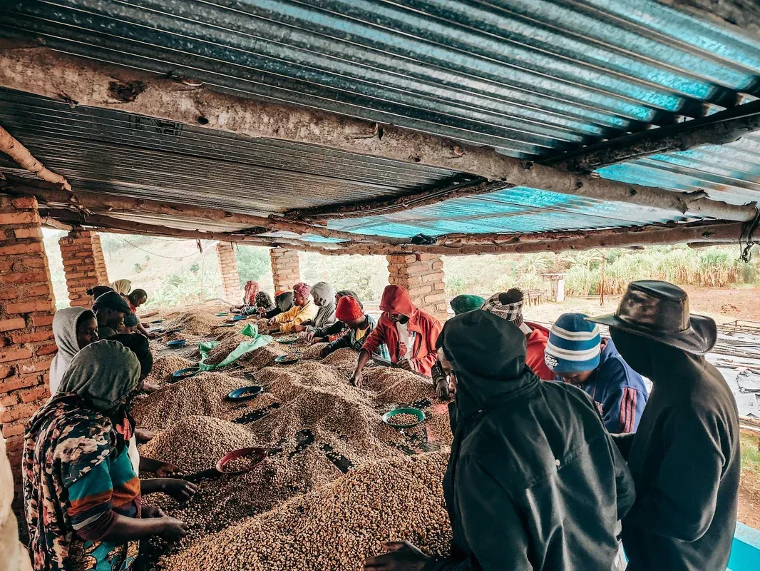 Rwamatamu Peaberry