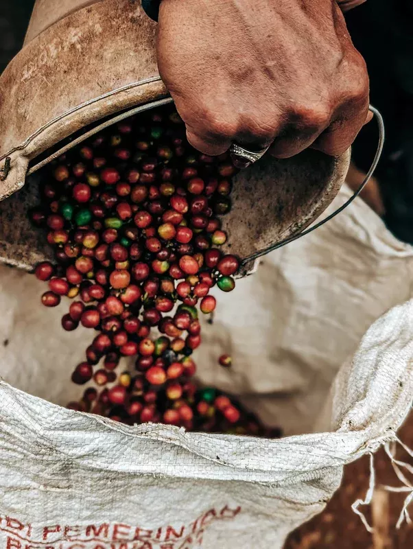Seasoning Beans