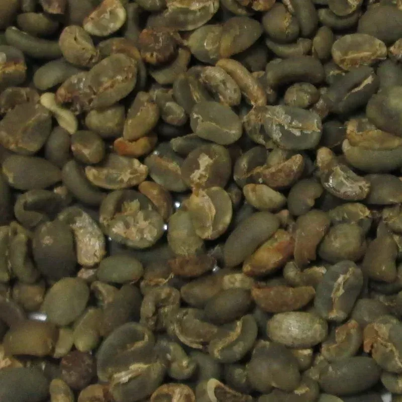 Sumatra Arabica Organic Grade 2 Green Coffee Beans