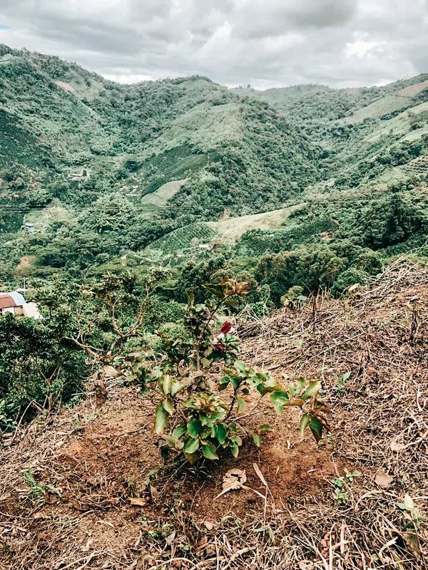 Timaná Community – Washed Castillo