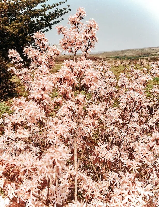 Washed Racemosa